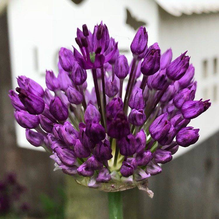Plant image Allium