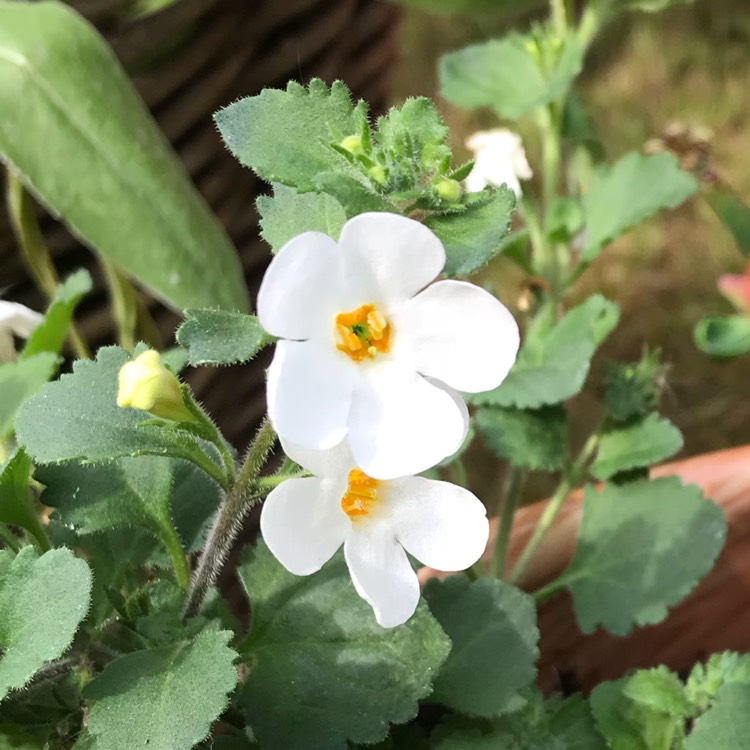 Plant image Bacopa Monnieri