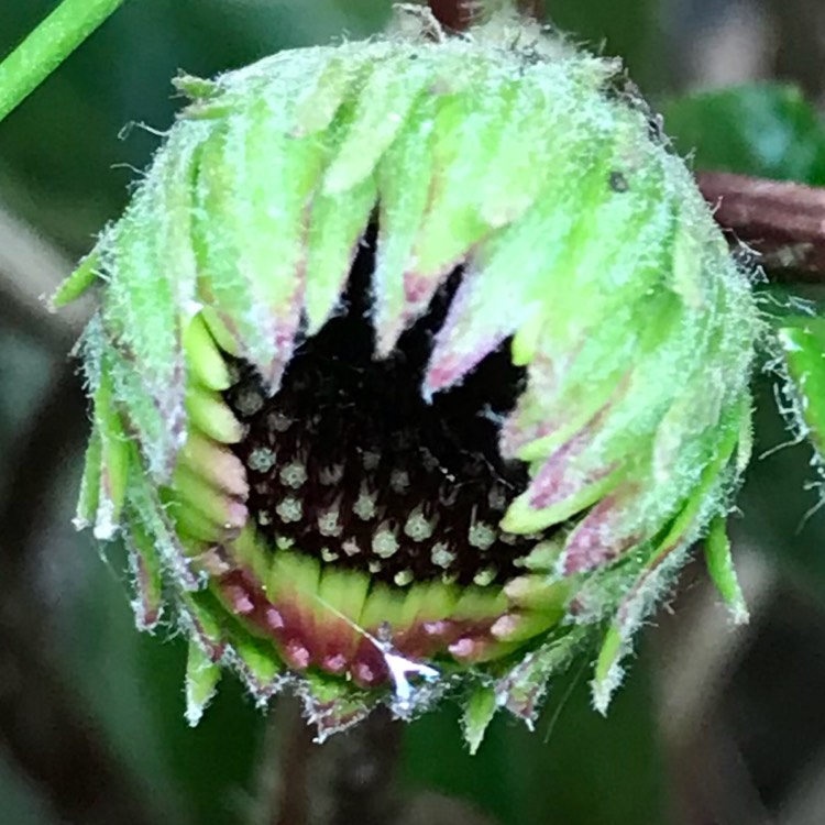 Plant image Gerbera