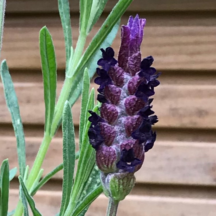 Plant image Lavandula stoechas