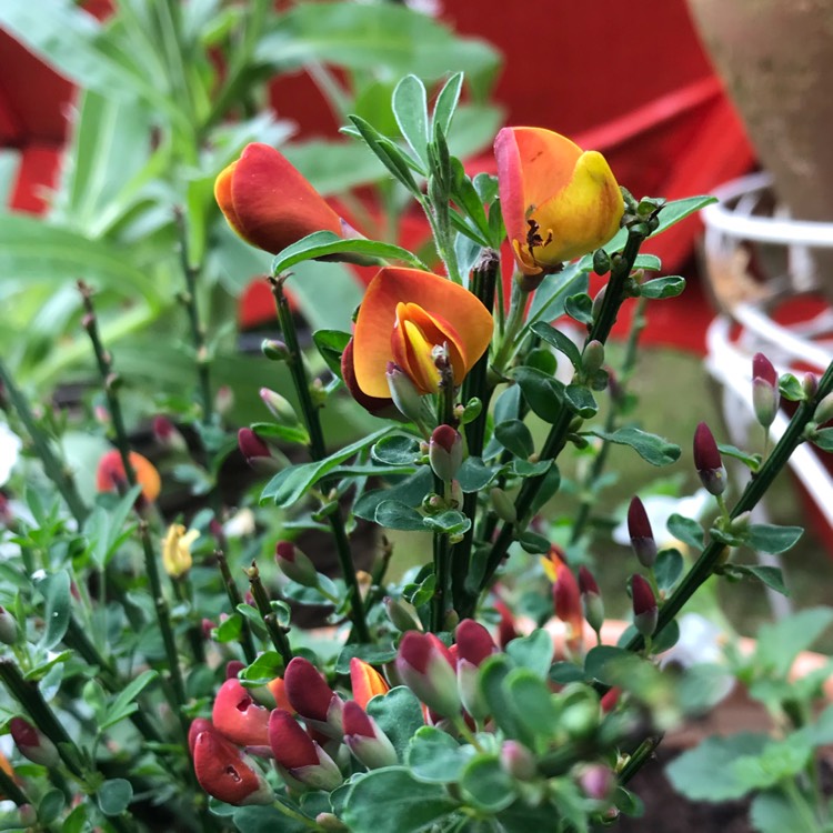 Plant image Cytisus
