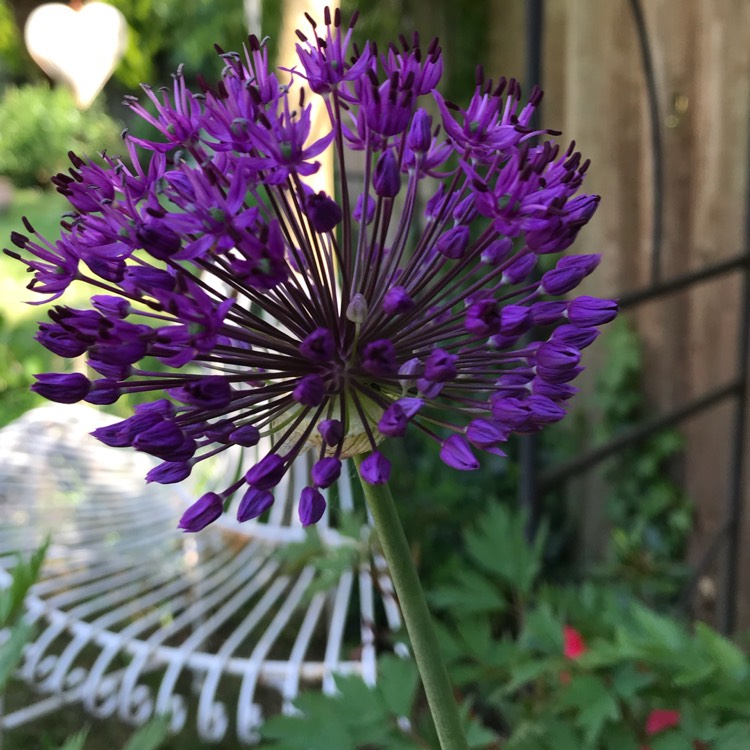 Plant image Allium