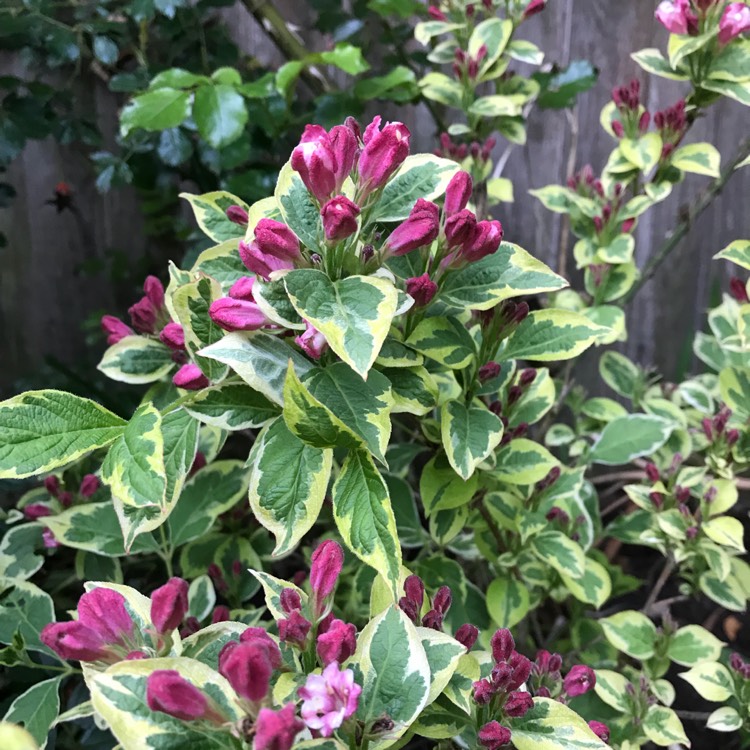 Plant image Weigela
