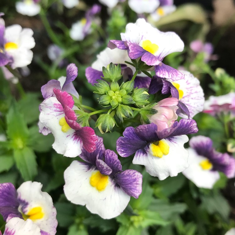 Plant image Nemesia