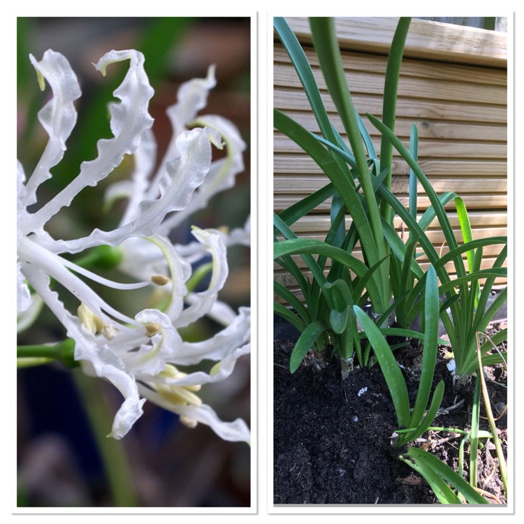 Plant image Nerine bowdenii 'Alba'
