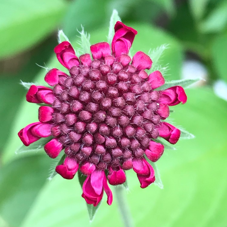Plant image Scabiosa caucasica