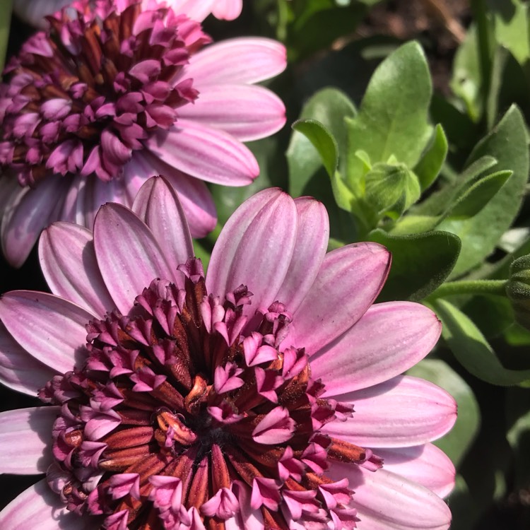 Plant image Osteospermum '3D Pink'