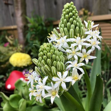 Scilla peruviana 'Alba'