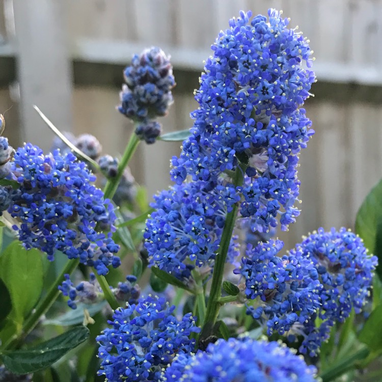Plant image Ceanothus