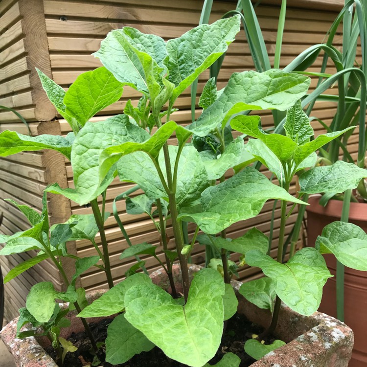Plant image Physalis
