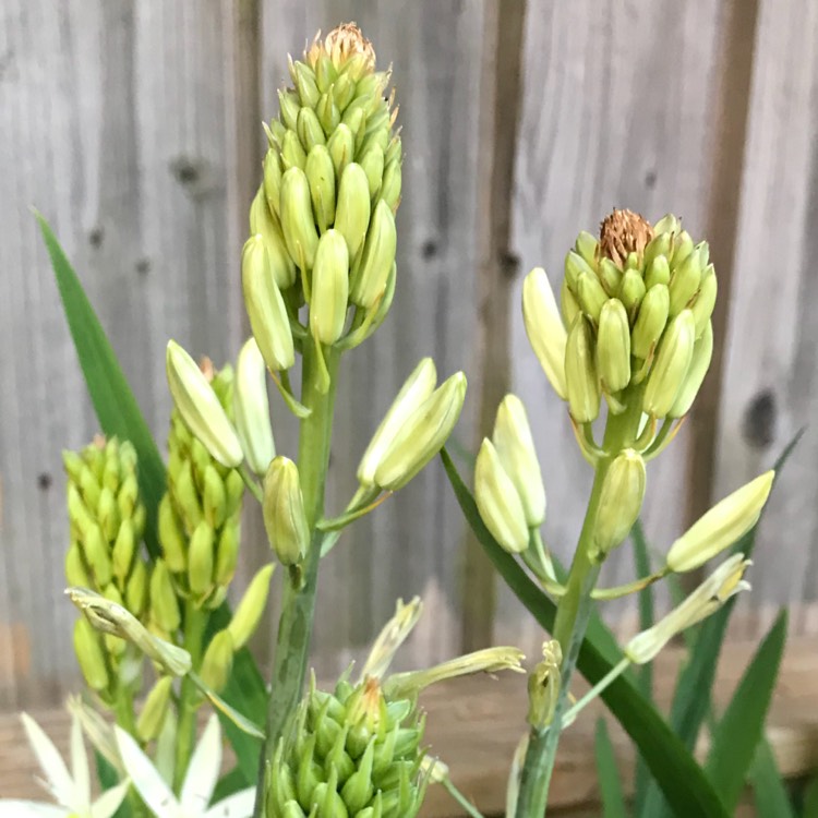 Plant image Camassia