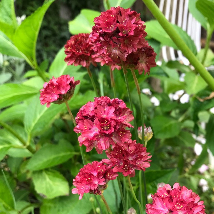 Plant image Armeria