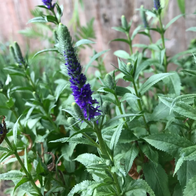 Plant image Veronica