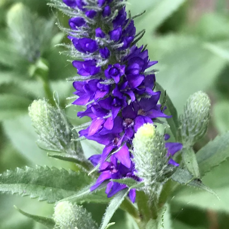 Plant image Veronica