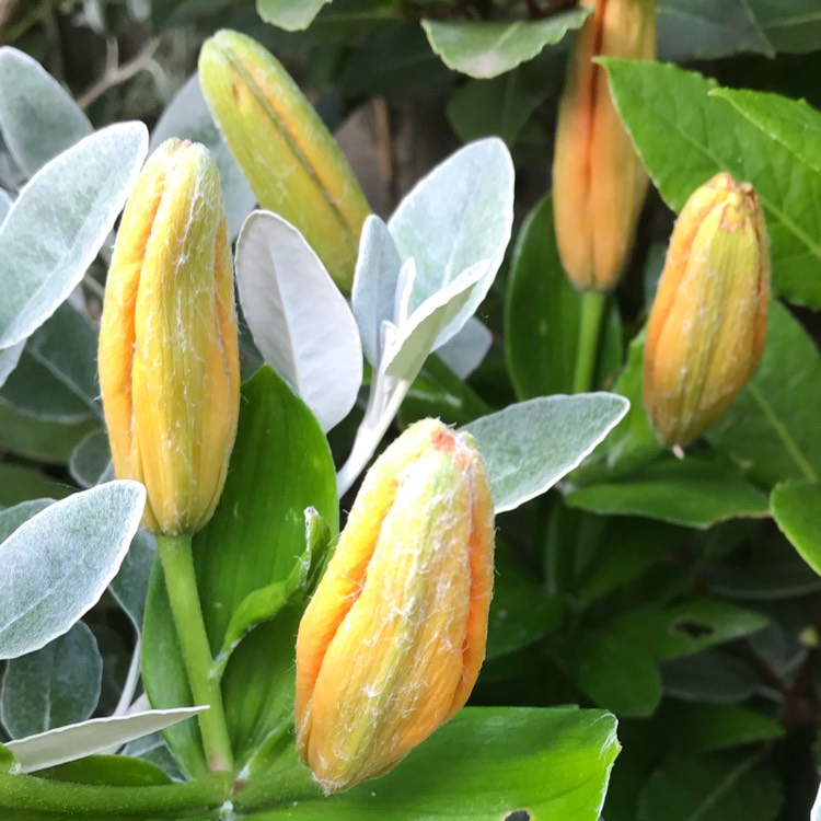 Plant image Lilium