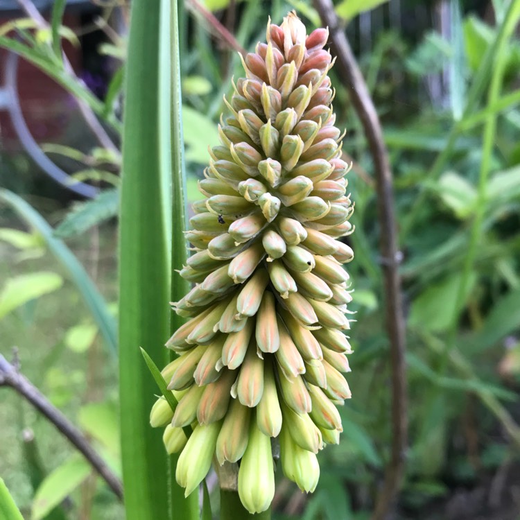 Plant image Kniphofia