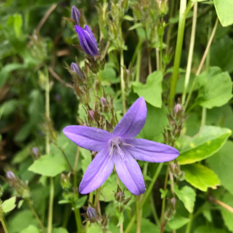 Plant image Campanula
