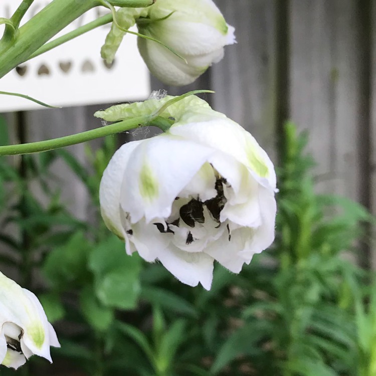 Plant image Delphinium