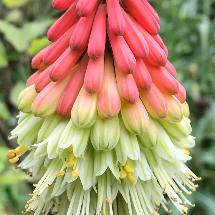 Plant image Kniphofia