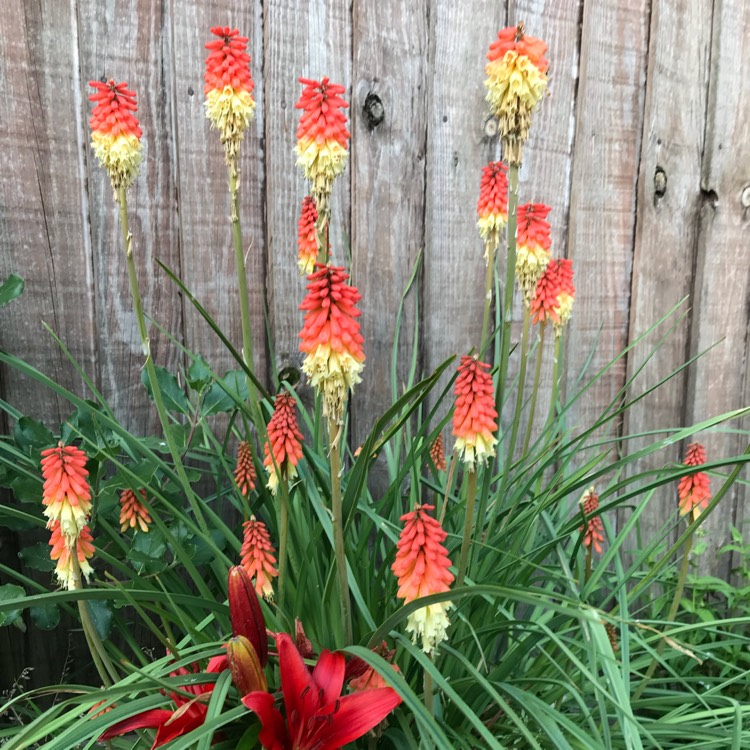 Plant image Kniphofia