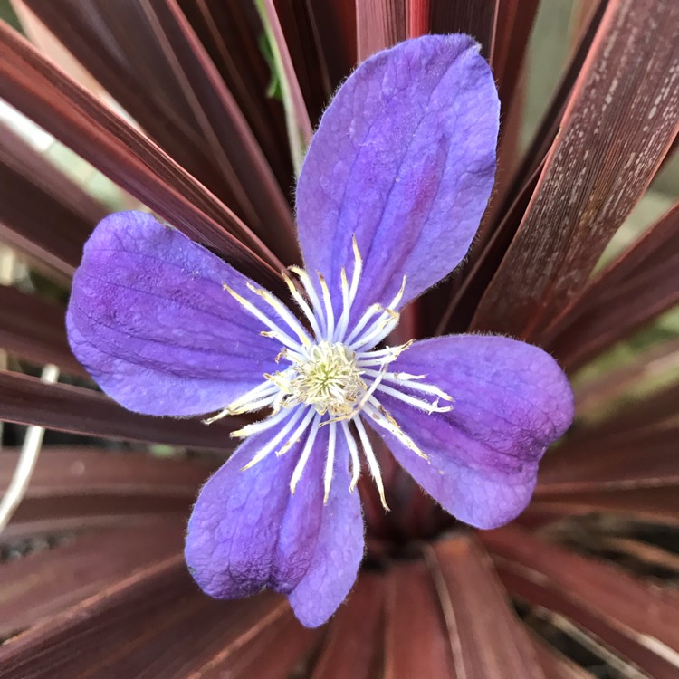 Plant image Clematis