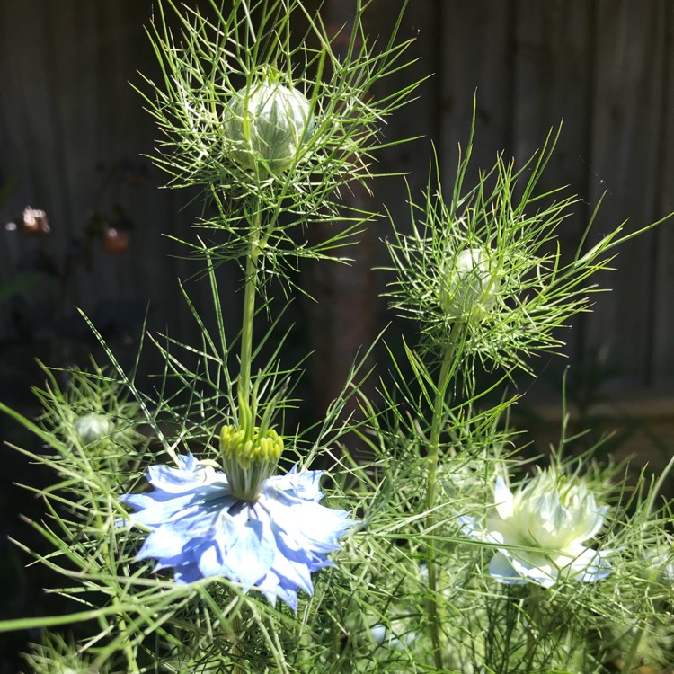 Plant image Nigella