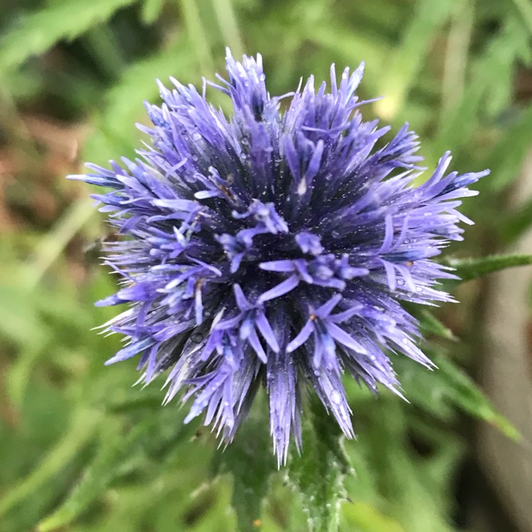 Plant image Echinops