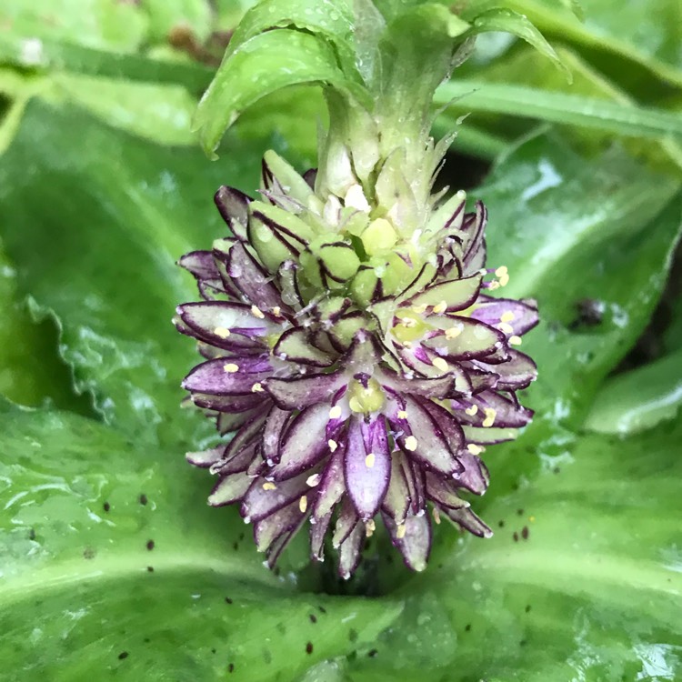 Plant image Eucomis