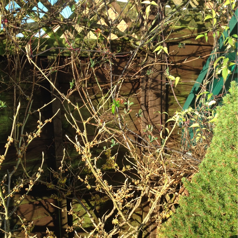 plant image 24677