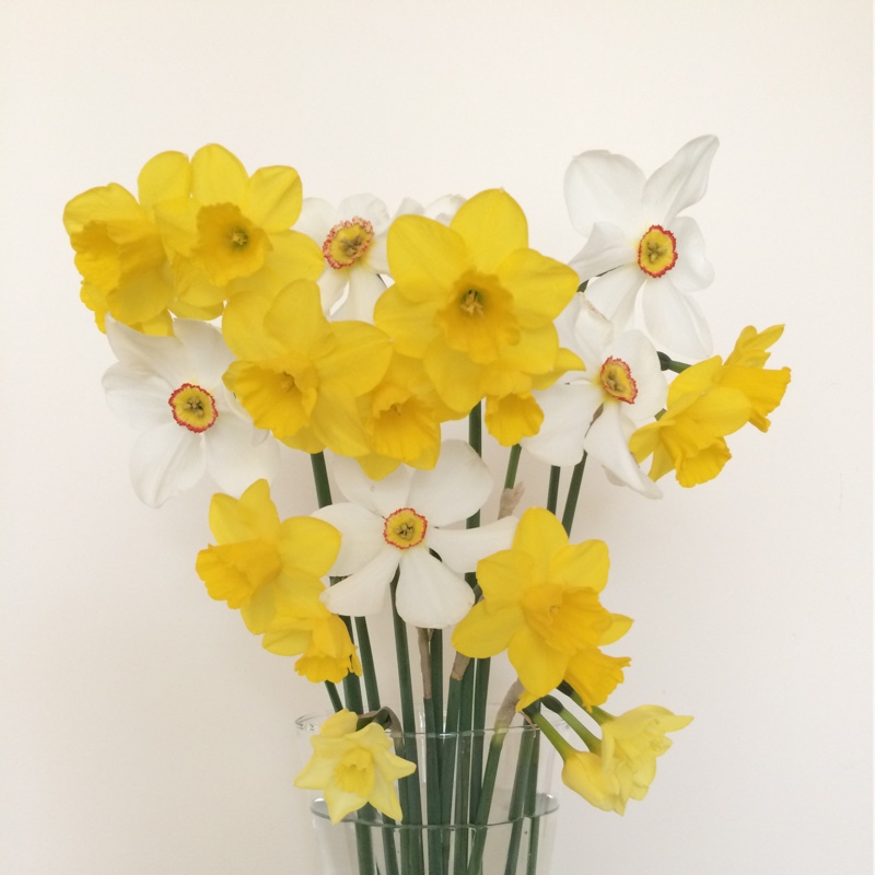 plant image 61049