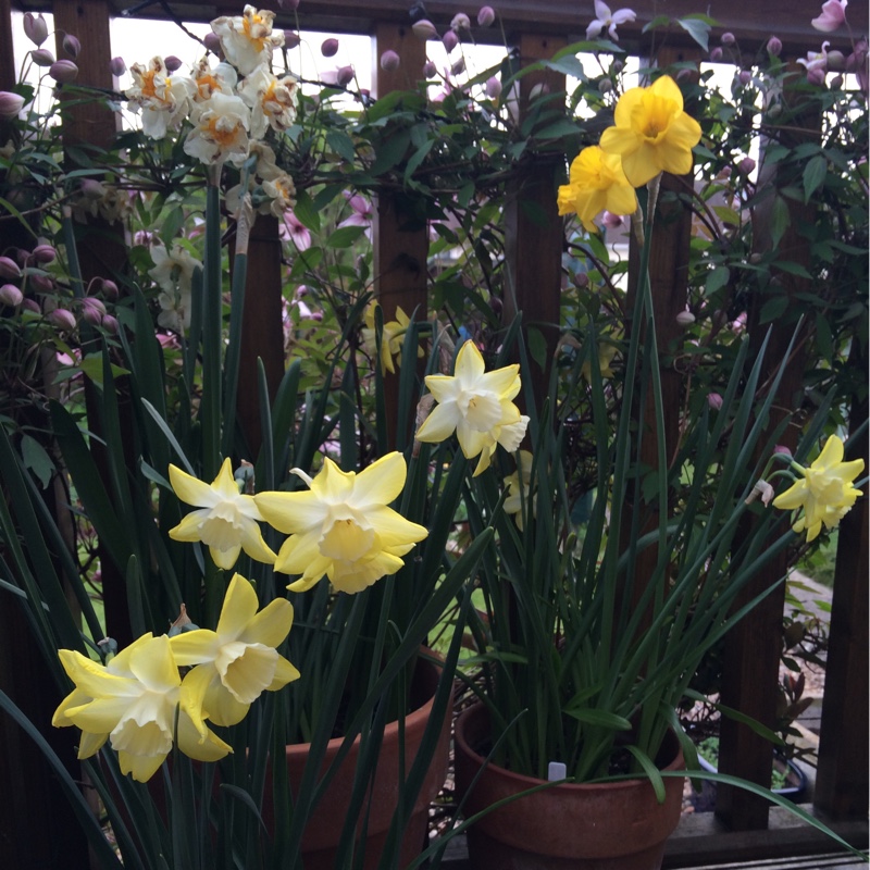 Elisabeth's garden