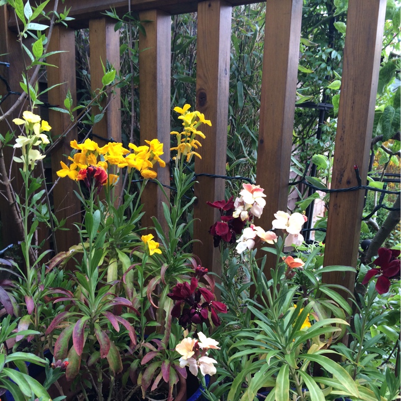 Elisabeth's garden