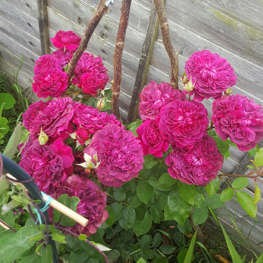 Rose 'William Shakespeare' (Shrub)