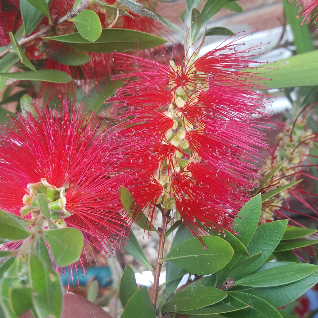 plant image 162160