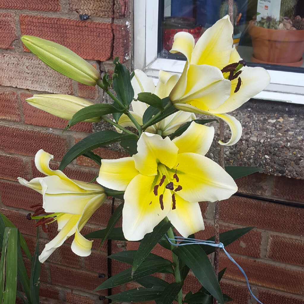 Lily