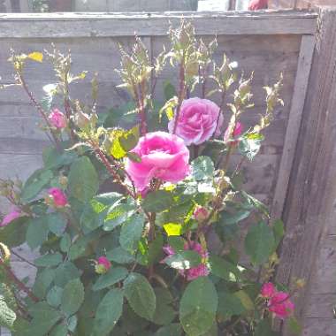 Rose