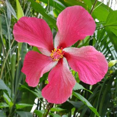 Tropical Hibiscus 'Tequila Sunrise'