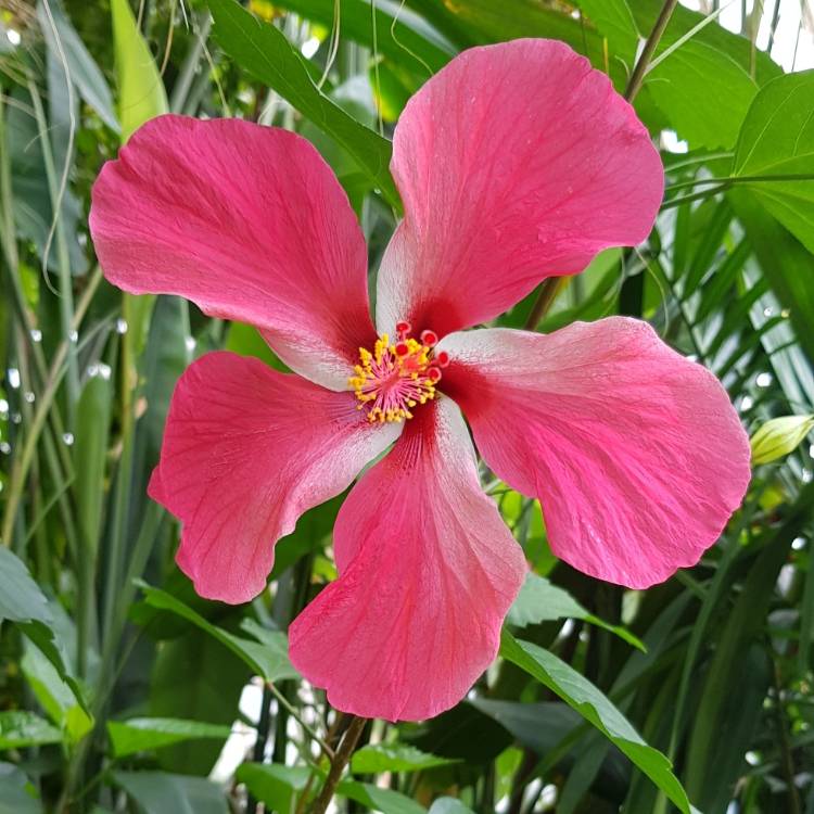 plant image 1114735
