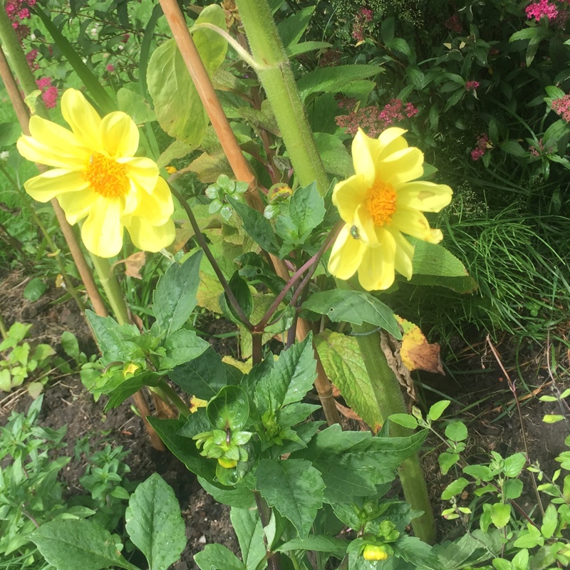 Plant image Dahlia 'Yellow Bird'
