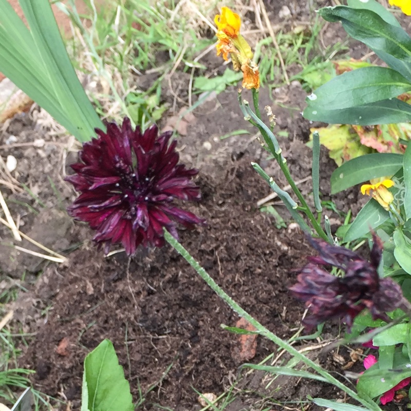 Plant image Centaurea cyanus 'Black Ball'
