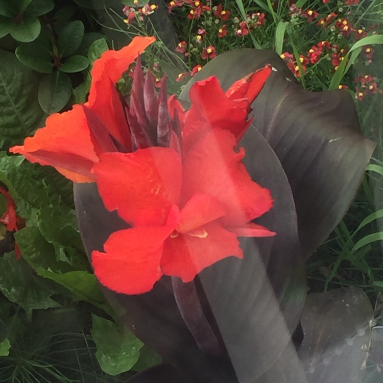 Plant image Canna 'Lon01' syn. Canna 'Tropicanna Black'