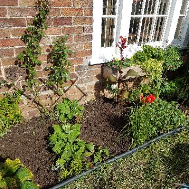 Keri's garden
