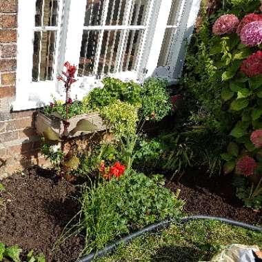 Keri's garden