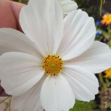 Keri's garden