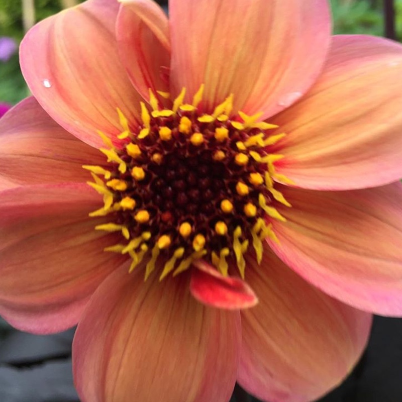 Plant image Dahlia 'Sunshine'