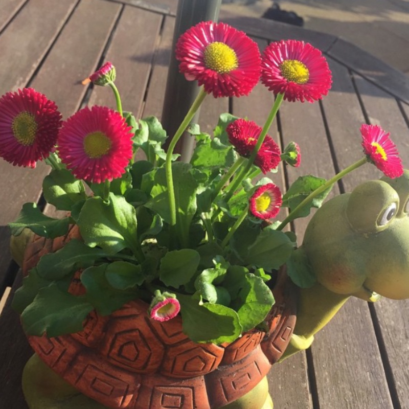 Plant image Bellis Perennis 'Romi Red'