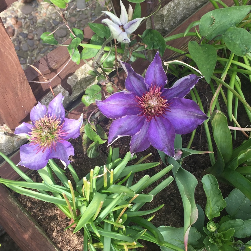 Plant image Clematis macropetala 'Maidwell Hall'
