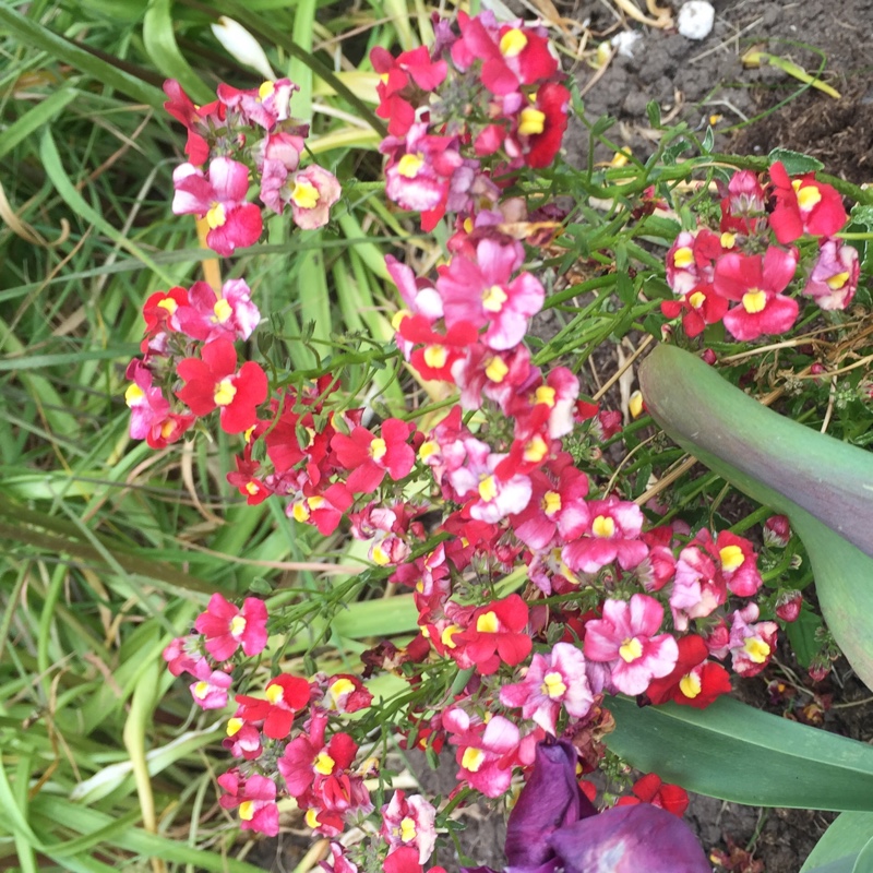 plant image 77636