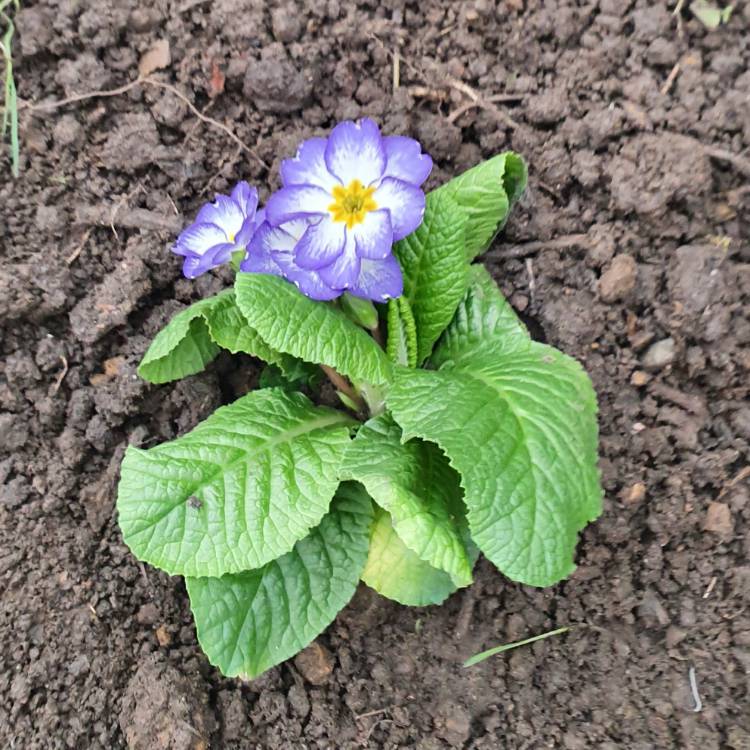 plant image 1234835