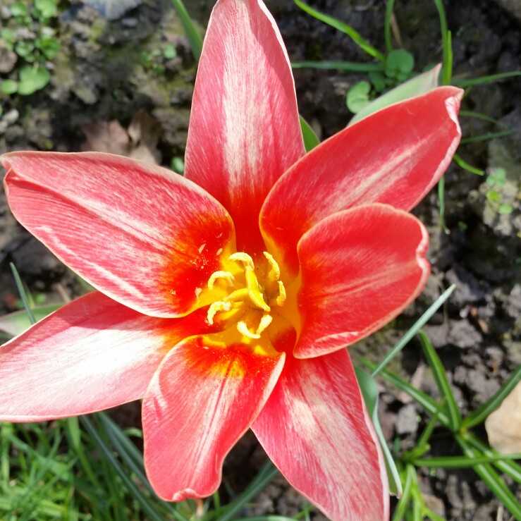 Tulip